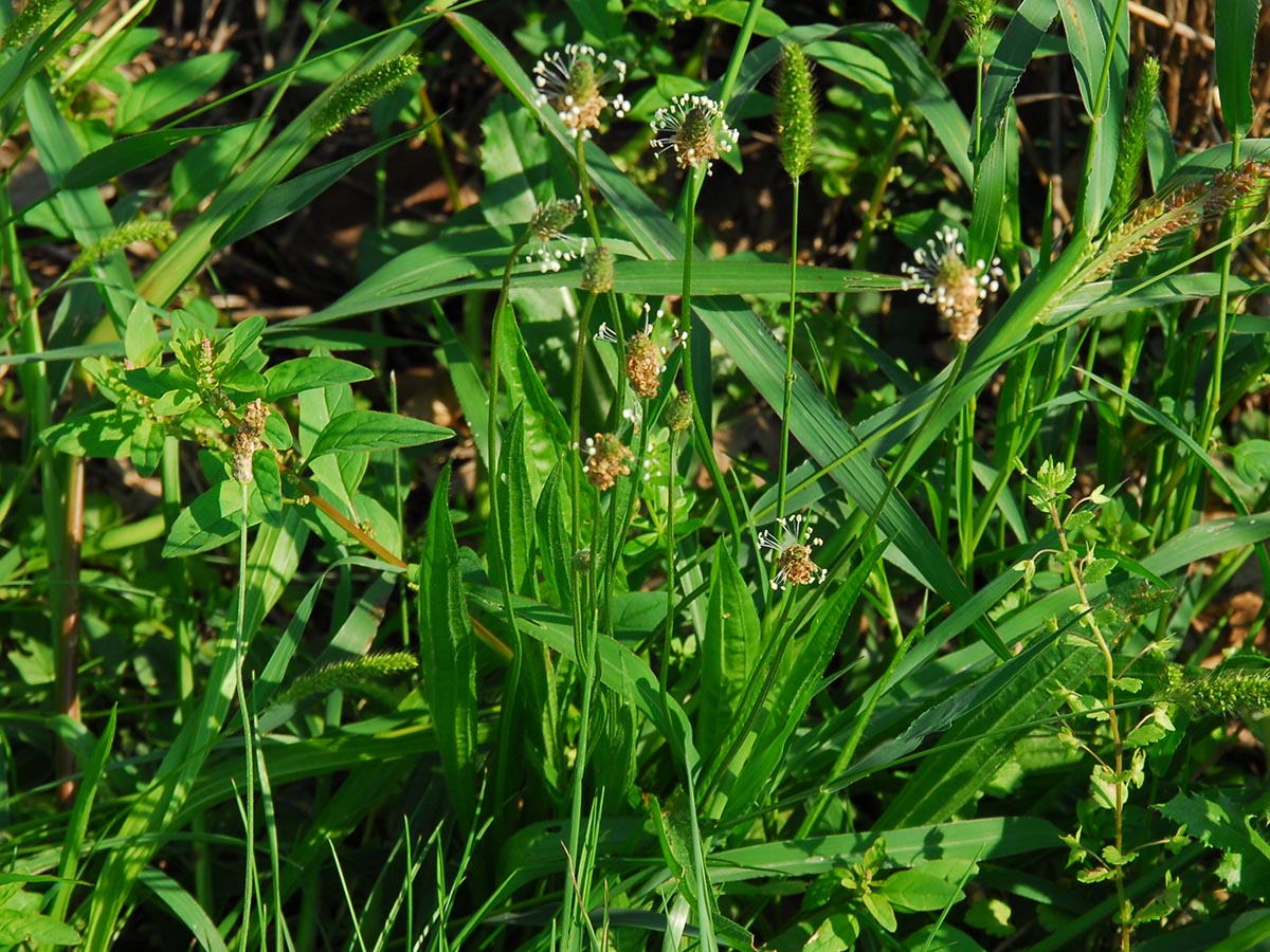 Plantago lanceolata